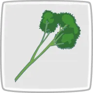 パセリ