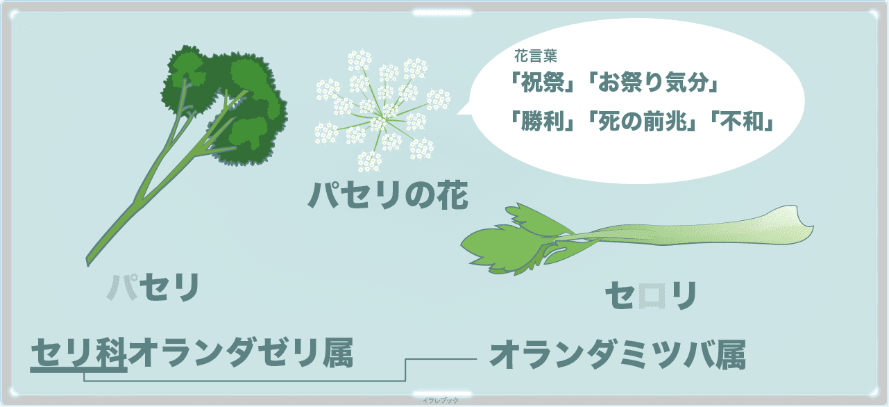 ベスト パセリ 花 言葉 無料でダウンロードしたさまざまなhd画像