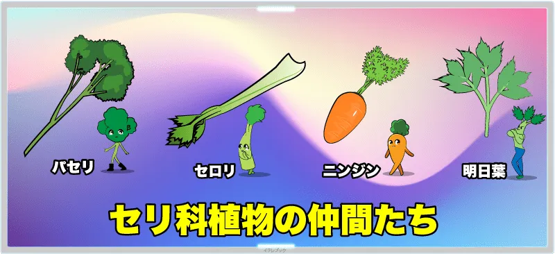 セリ科植物の仲間たち