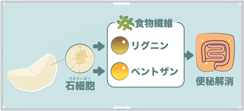 梨のリグニンやペントザンは便秘解消に役立つ