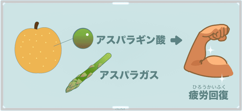 梨にはアスパラギン酸が含まれるので、疲労回復になる