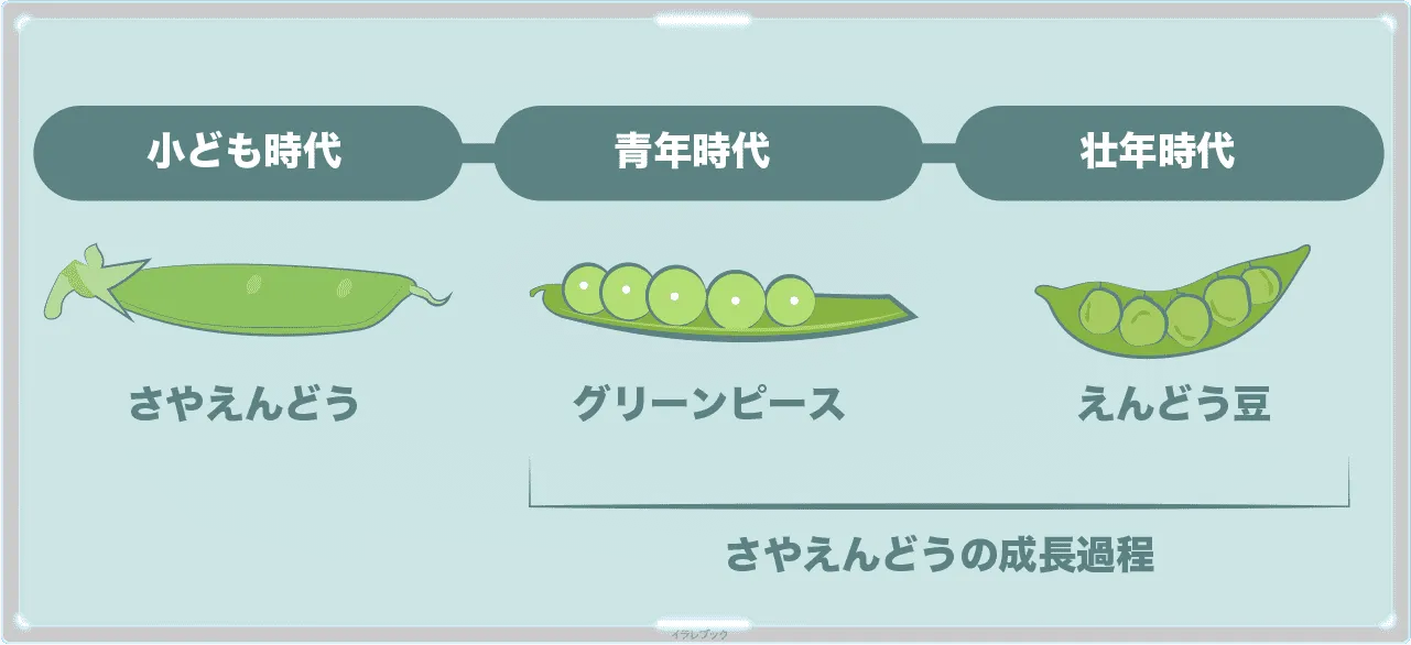 グリーンピース、えんどう豆は、さやえんどうの成長過程