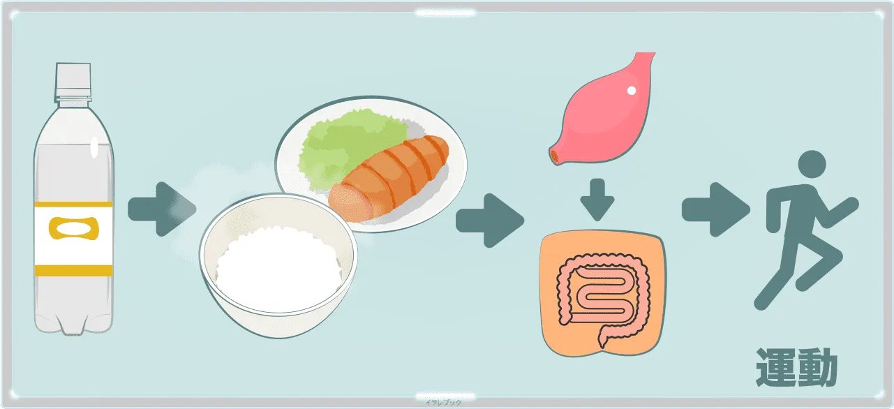 食後に胃から腸に運ばれたタイミングで運動すると腸が元気になる