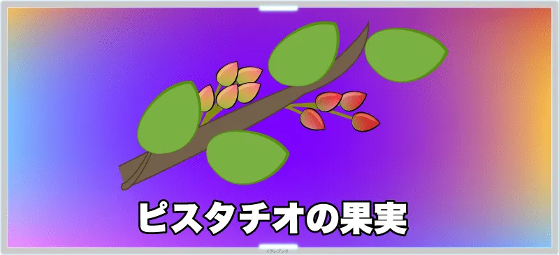 ピスタチオの果実