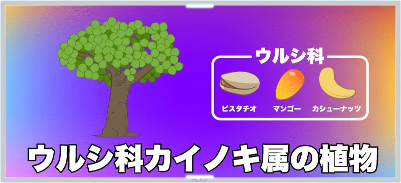 ウルシ科カイノキ属の植物