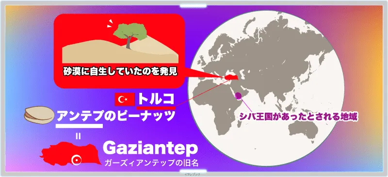 地中海沿岸、古代トルコ周辺で砂漠に自生していたのを発見。