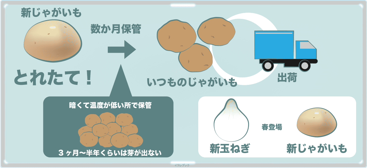 新じゃがいもって何が新なの 男爵ラウンジとじゃがいも街道も Potato 新じゃがいもって何が新なの 男爵ラウンジとじゃがいも街道も Potato