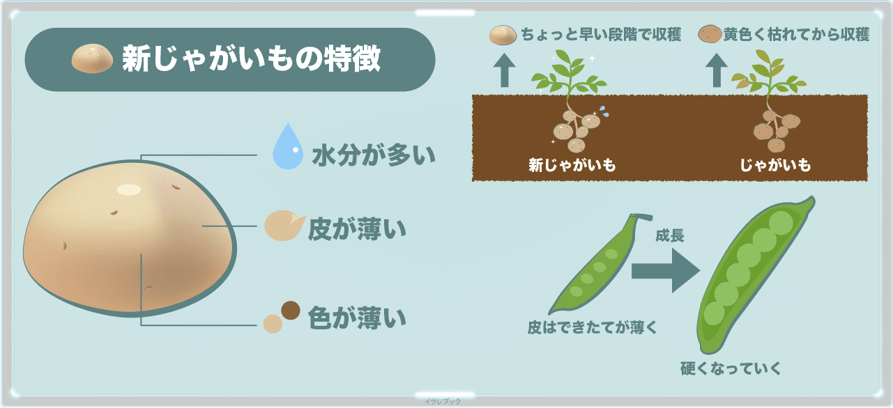 新じゃがいもって何が新なの 男爵ラウンジとじゃがいも街道も Potato 新じゃがいもって何が新なの 男爵ラウンジとじゃがいも街道も Potato