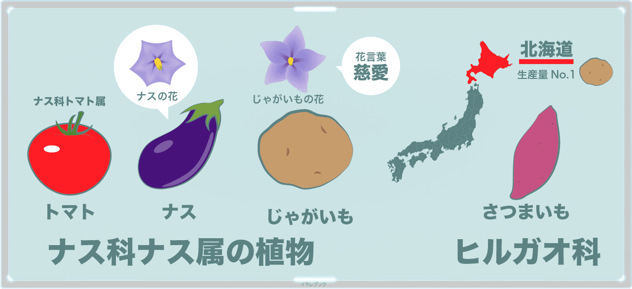 新じゃがいもって何が新なの 男爵ラウンジとじゃがいも街道も Potato 新じゃがいもって何が新なの 男爵ラウンジとじゃがいも街道も Potato