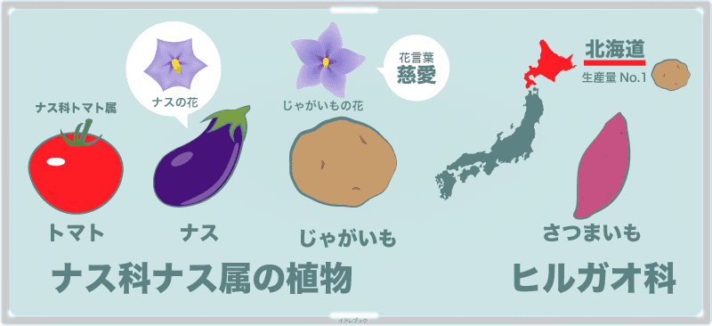 じゃがいもの詳細