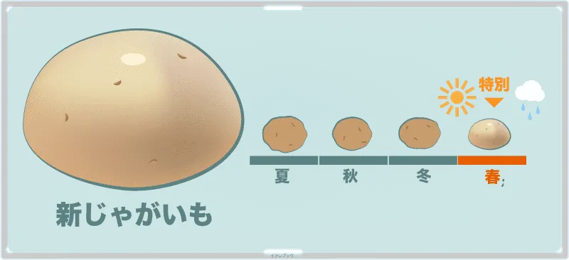 新じゃがいも