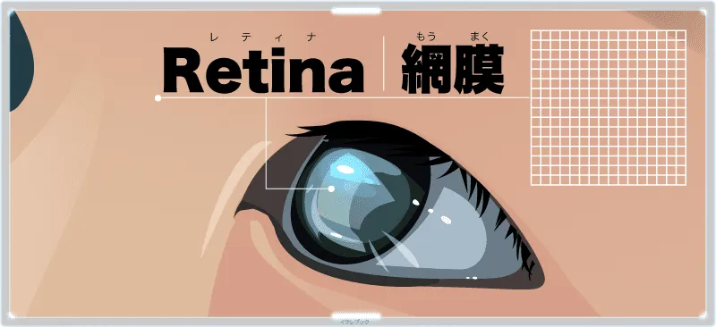 Retinaは「網膜」という意味がある