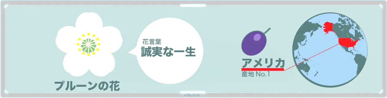 プルーンの花と産地
