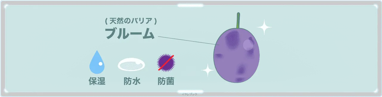 ブルーム