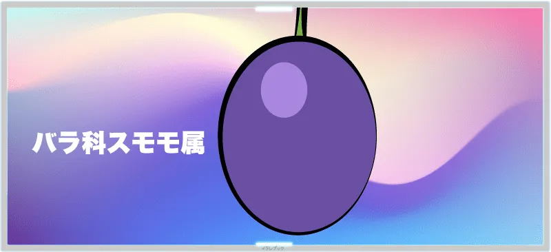 プルーンとはバラ科スモモ属の果物