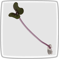 紫キャベツスプラウトの栄養