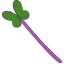 紫キャベツスプラウト