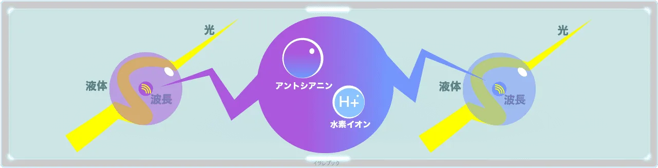 アントシアニンという色素