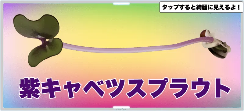 紫キャベツスプラウト