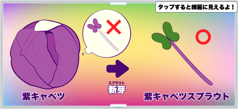 紫キャベツの新芽が紫キャベツスプラウト