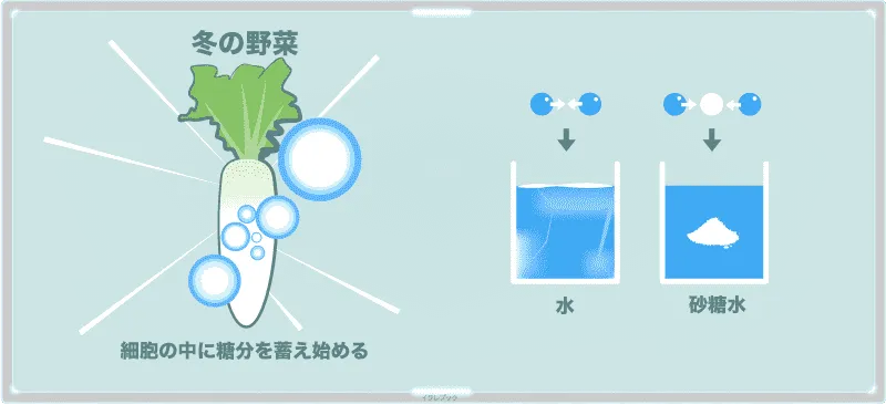冬の野菜は、細胞の中に糖分を蓄え始める