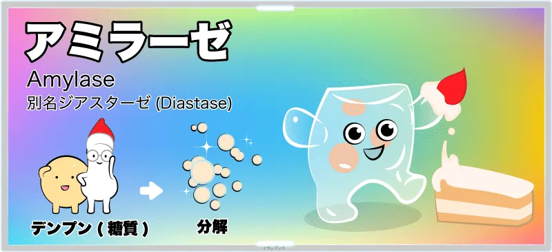 アミラーゼは、デンプンを分解する酵素