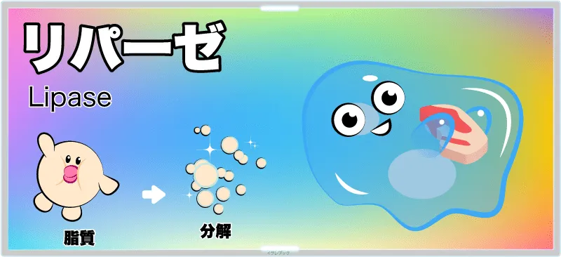 リパーゼ(lipase)