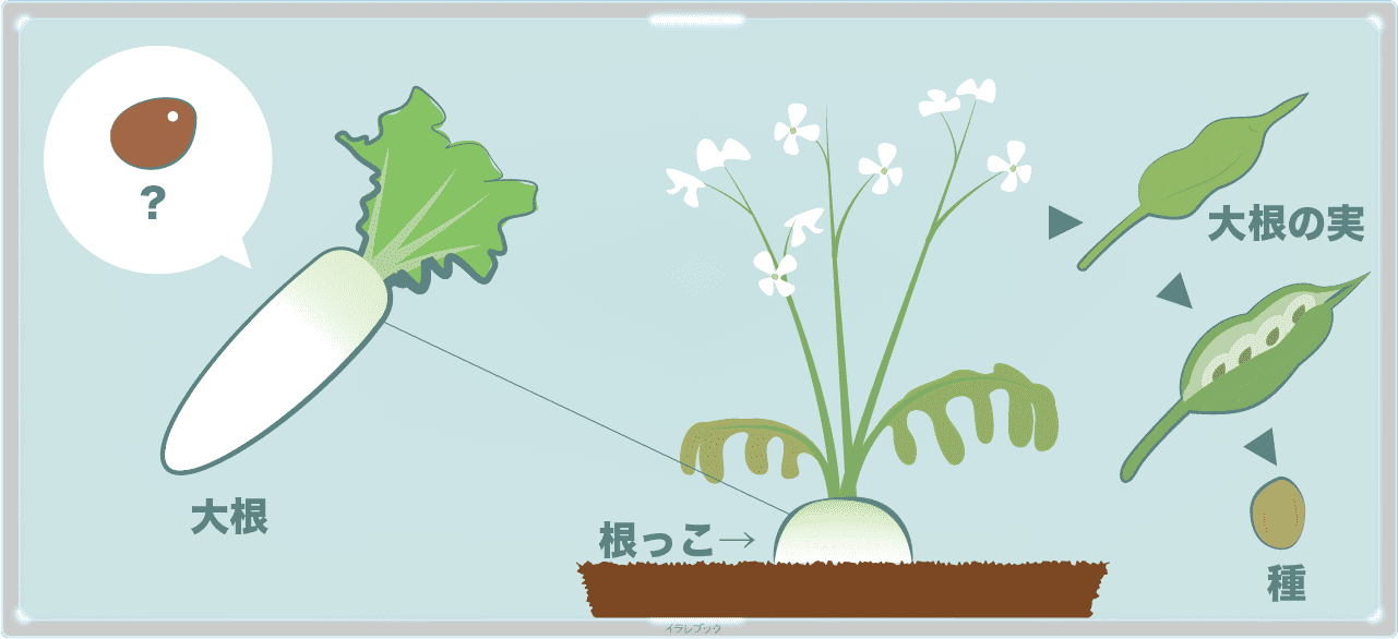 かいわれ大根 苗の栄養に育て方と大根の種や関係 食べ方に選び方も Radishsprouts