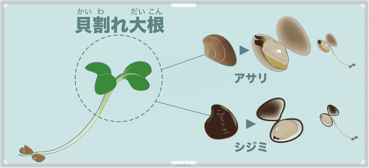 かいわれ大根 苗の栄養に育て方と大根の種や関係 食べ方に選び方も Radishsprouts