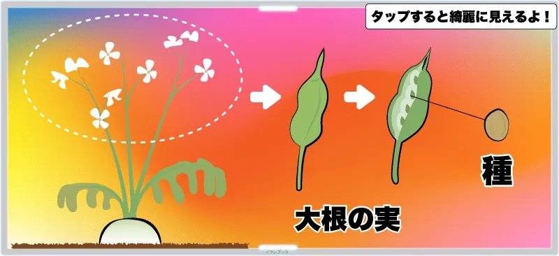 大根は根っこの部分から花が咲いて、種ができる