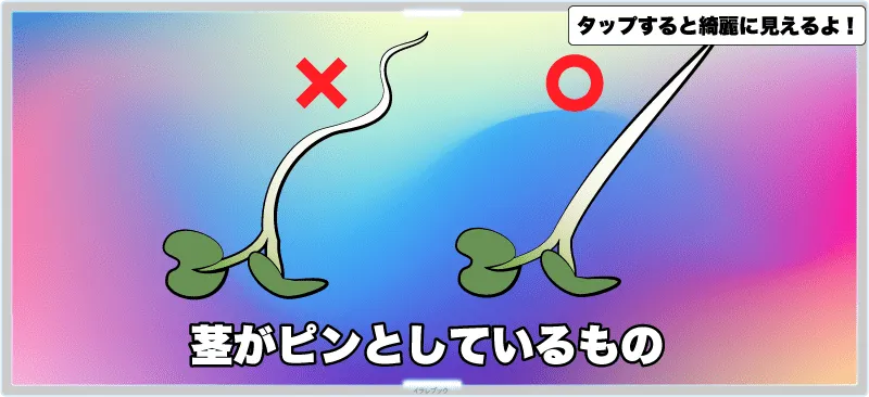 かいわれ大根は、茎がピンとしているものを選ぶ。