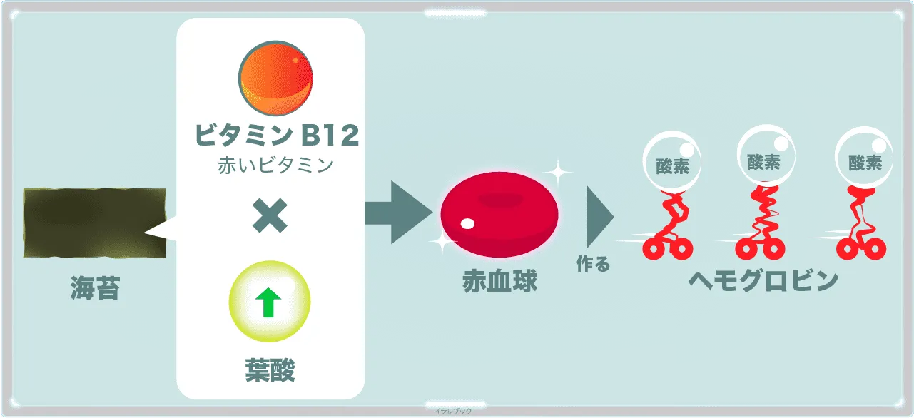 海苔の葉酸とビタミンB12が赤血球のヘモグロビン作りを助ける
