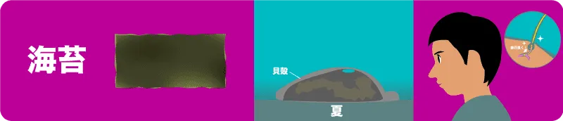 海苔