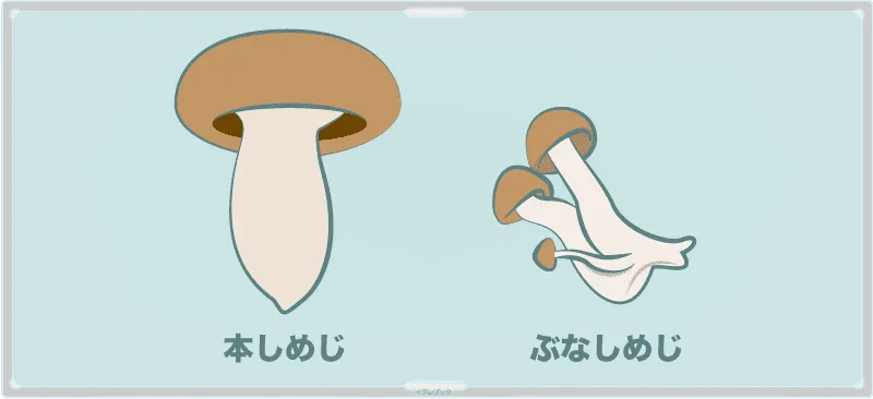 本しめじとぶなしめじ