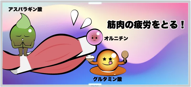 筋肉の疲労をとる手助けをしてくれる
