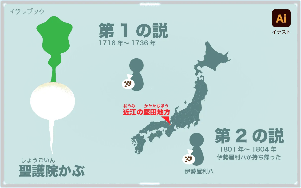 聖護院かぶ