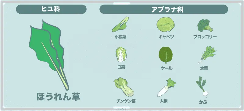 ほうれん草はヒユ科。アブラナ科の野菜