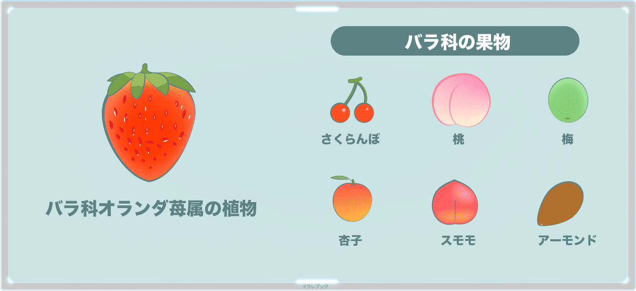 苺はバラ科オランダ苺属の植物。バラ科の果物イラスト一覧