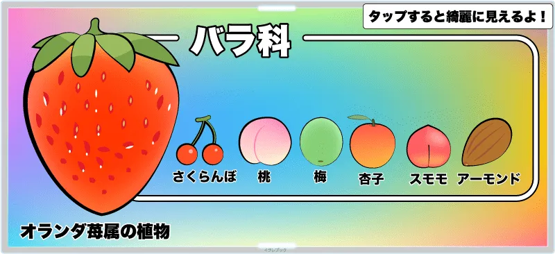 苺はバラ科オランダ苺属の植物。バラ科の果物は、他にさくらんぼ、桃、梅、杏子、アーモンド
