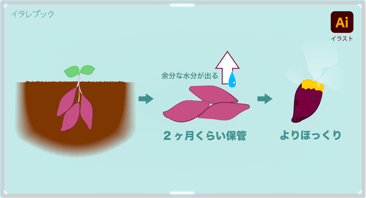 さつまいもは2ヶ月ほど保管すると余分な水分が抜けて美味しいお芋になる