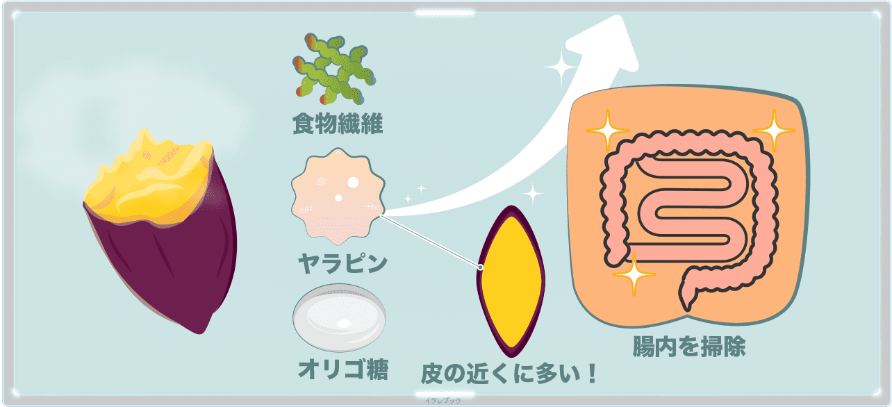さつまいものヤラピンは皮の近くに多い。便秘解消