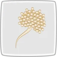 麹菌