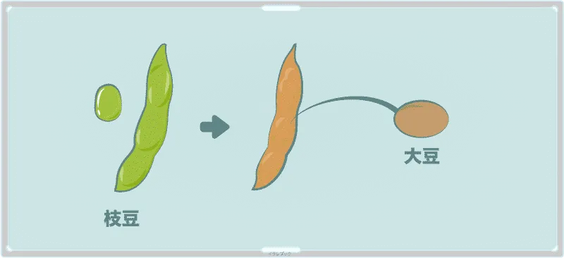 豆を収穫せずに育て続けると、やがて水分を失って茶色く硬くなり、大豆になる