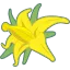 トマトの花