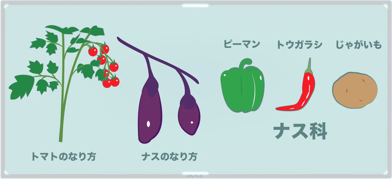 トマトとナスのなり方は似ている。ピーマン、トウガラシ、じゃがいももナス科