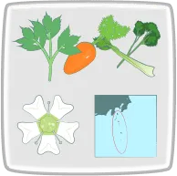 花言葉と生産地