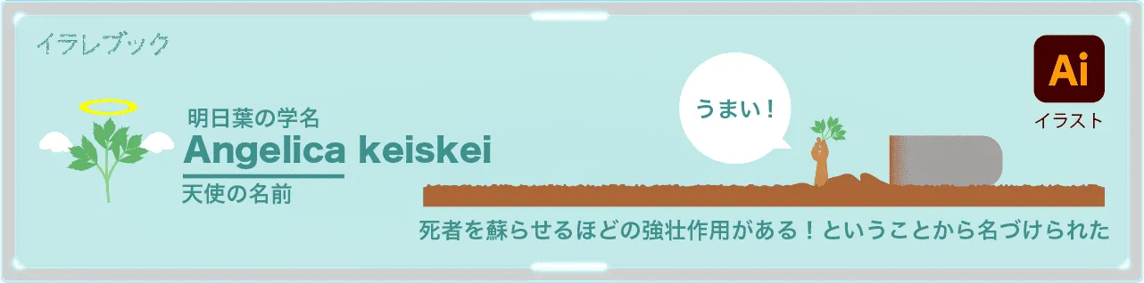 明日葉の学名は、Angelica keiskei