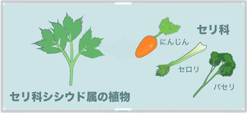 セリ科の植物と明日葉の花言葉