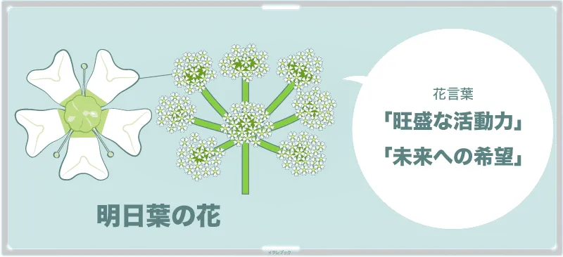 明日葉の花と花言葉