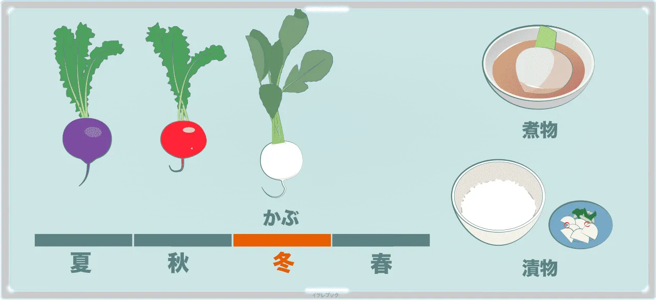 かぶ、赤かぶ、紫かぶ、煮物や漬物にすると美味しい